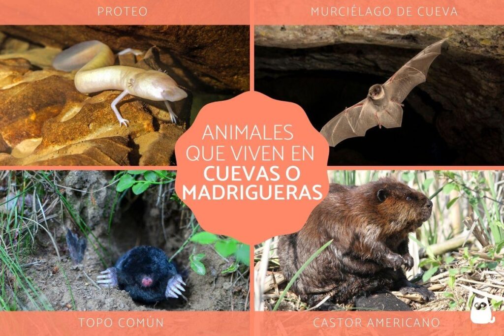 Qué animales habitan en las cuevas y cómo se adaptan 1 animales cuevas