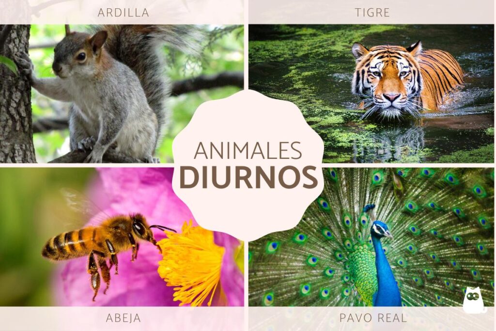 animales diurnos
