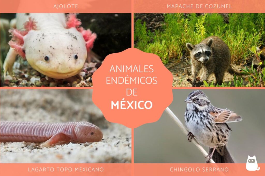 animales endemicos