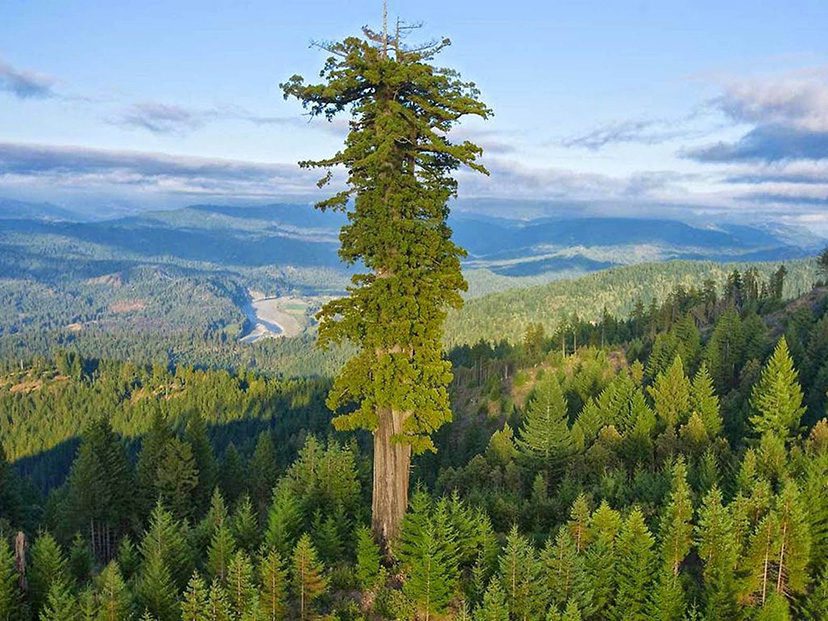 arbol alto