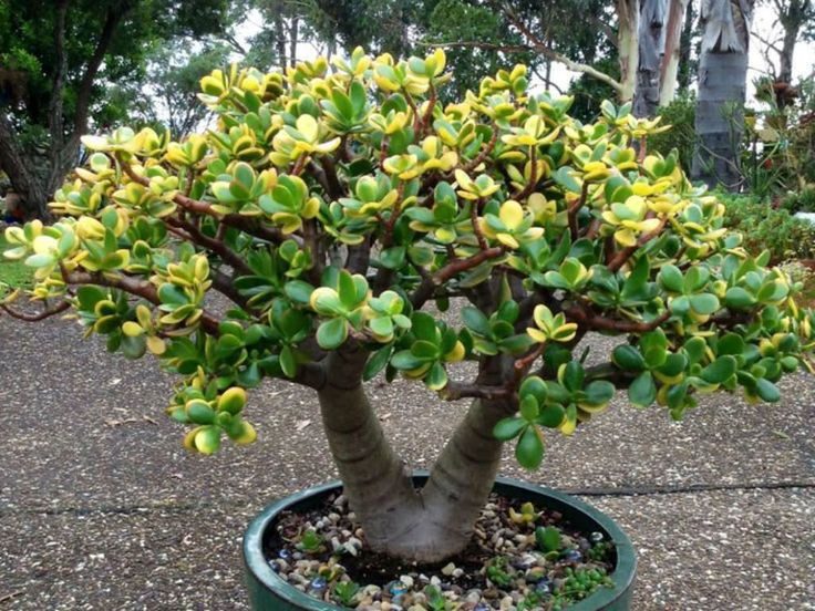 arbol jade
