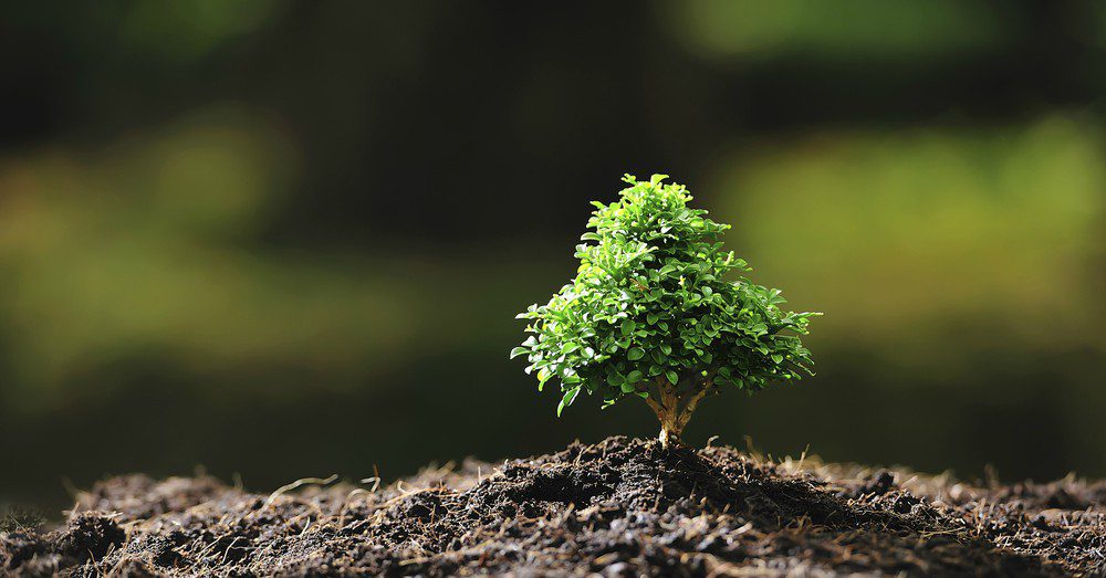 Cómo es el poema Mi árbol pequeño" de Antonio García Teijeiro" 1 arbol pequeno