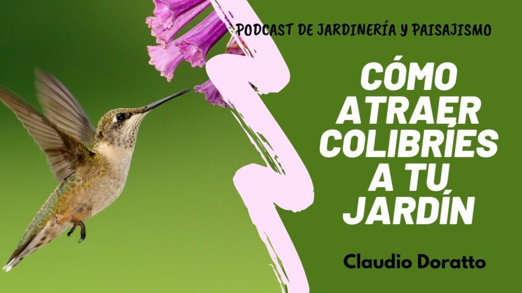 Qué flores atraen colibríes en Argentina: guía esencial 1 atraer colibries