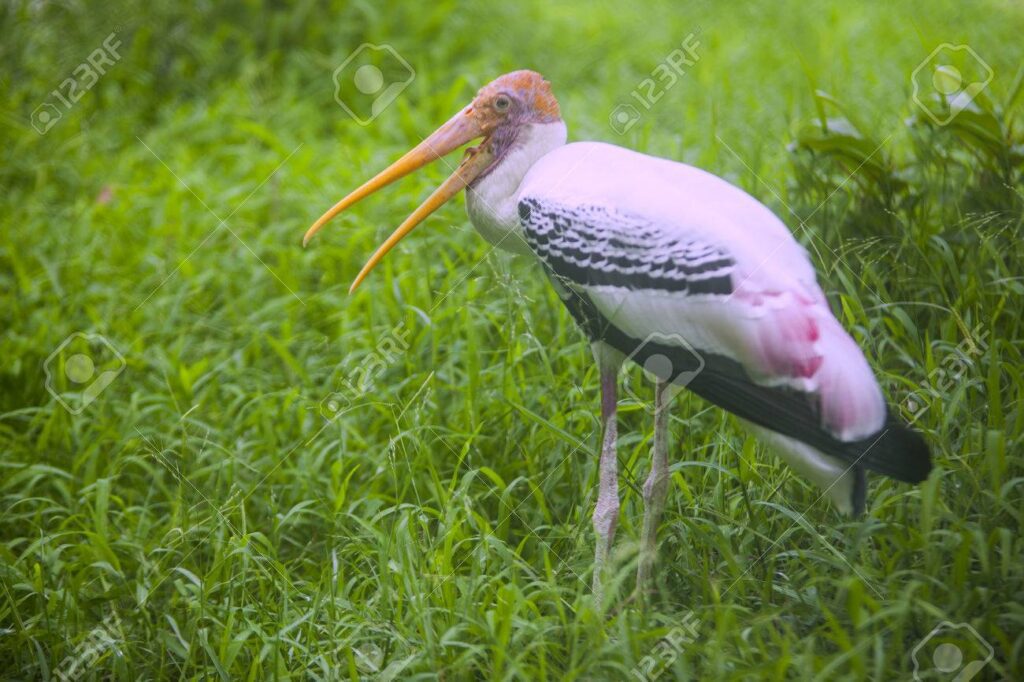 Qué aves se alimentan de peces: una guía rápida 1 aves piscivoras