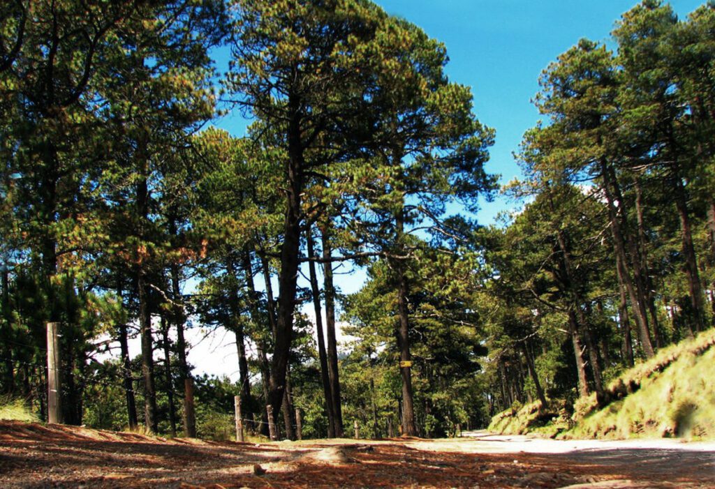 Qué animales habitan en el bosque de encino en México 1 bosque encino