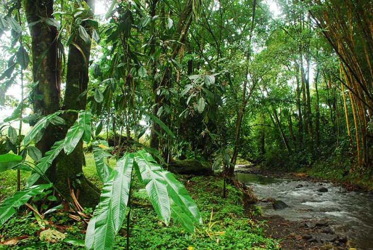 bosque tropical