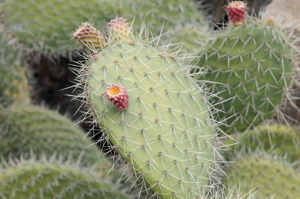 cactus espinas