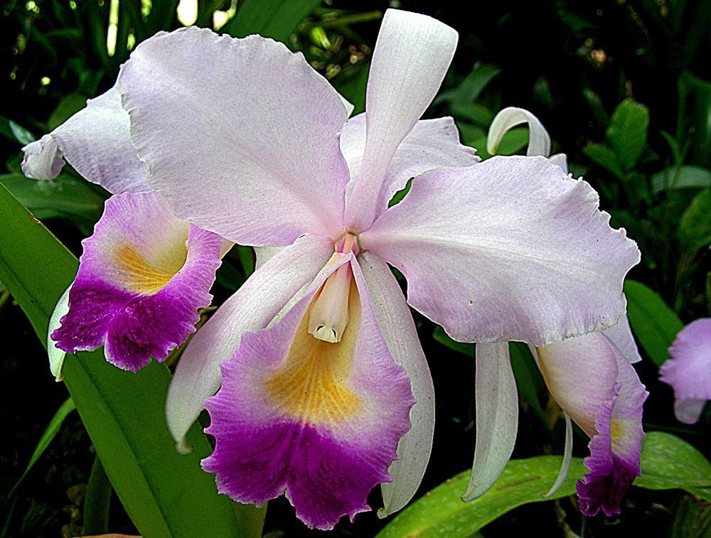 cattleya trianae