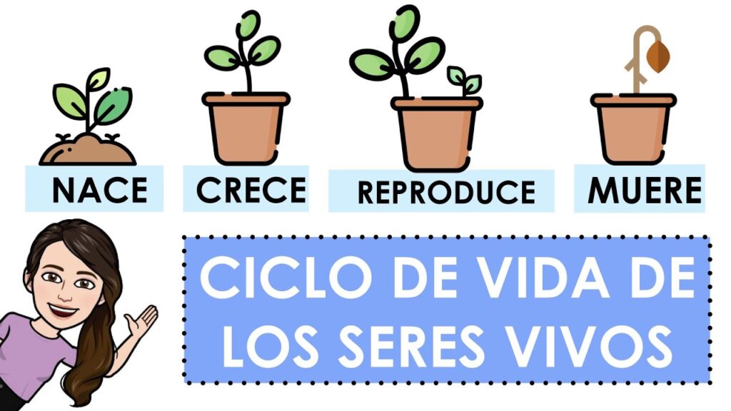 Cómo nace, crece y se reproduce una planta: Ciclo de vida vegetal 8 Cómo nace, crece y se reproduce una planta: Ciclo de vida vegetal