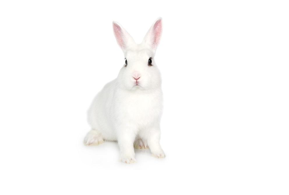 conejos blancos
