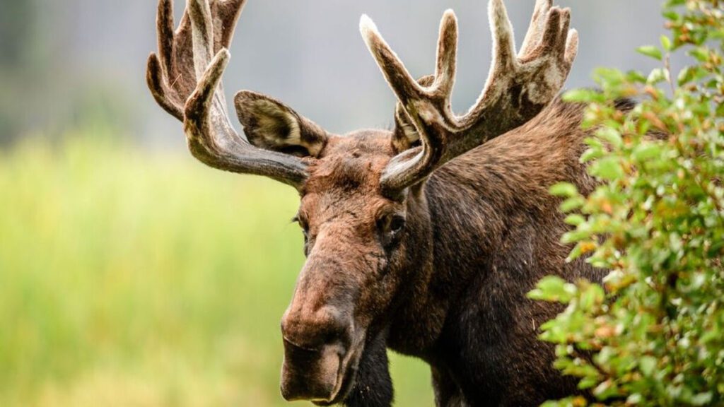 cuerno alce