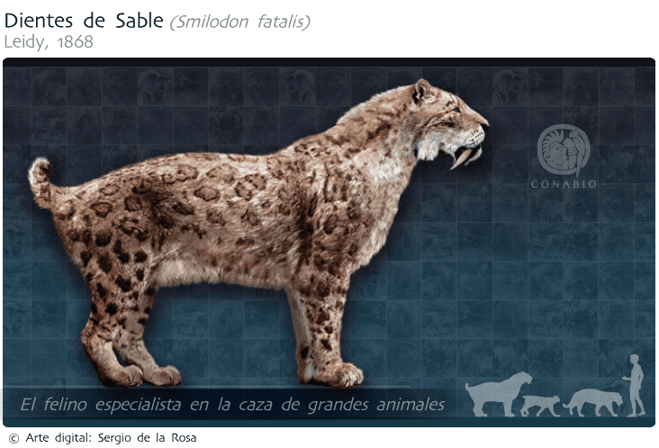Cuál era el tamaño y peso del tigre dientes de sable 1 dientes sable 3