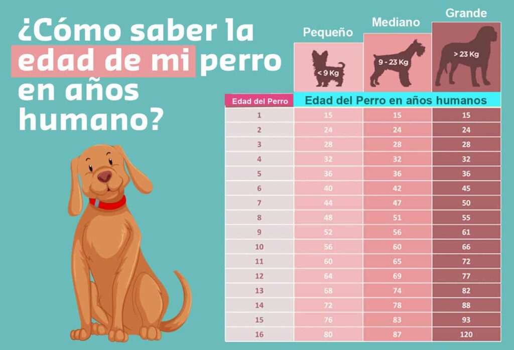 edad perro