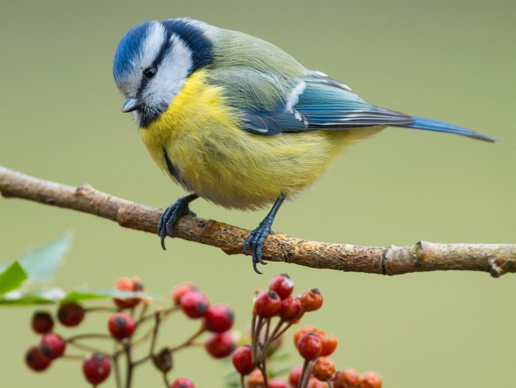 Cuáles son las aves de todo el mundo y sus nombres 1 especies aves