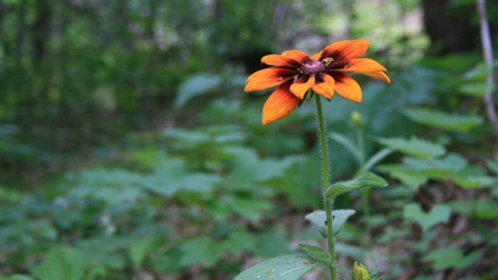 Qué hacer en el Parque Estatal Lázaro Cárdenas del Río Flor del Bosque 1 flor bosque