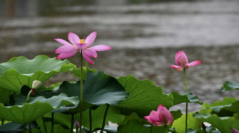 flores pantano