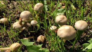 hongos jardin