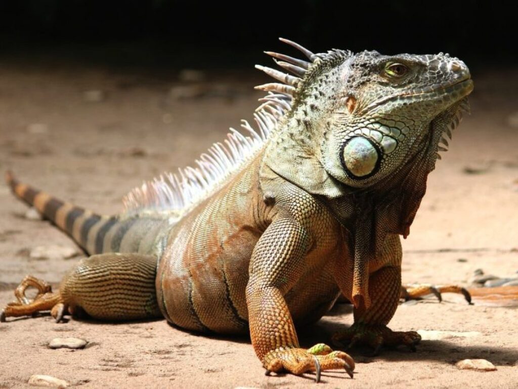 iguana grande