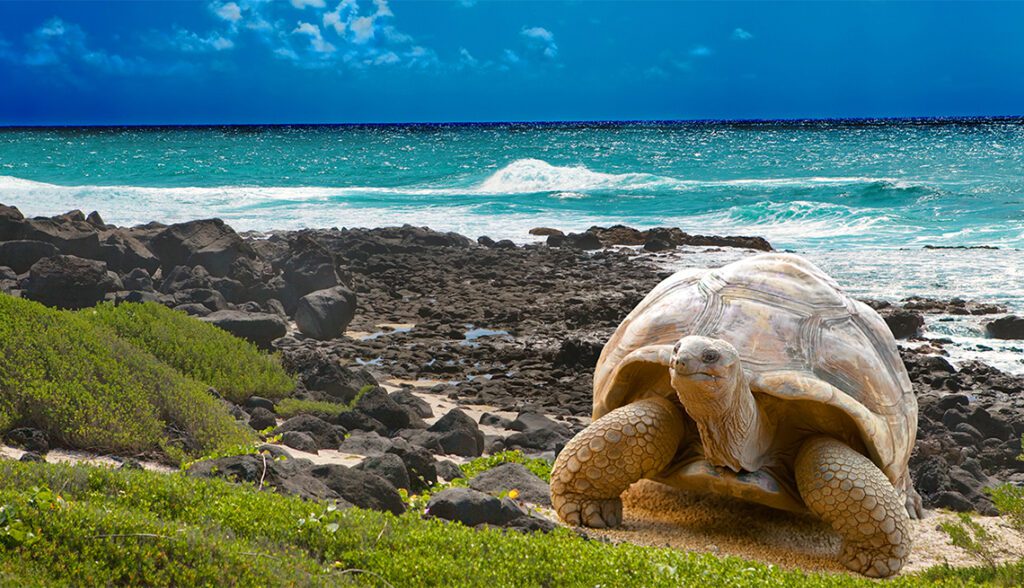 A qué país pertenecen las Islas Galápagos: Ecuador 1 islas galapagos