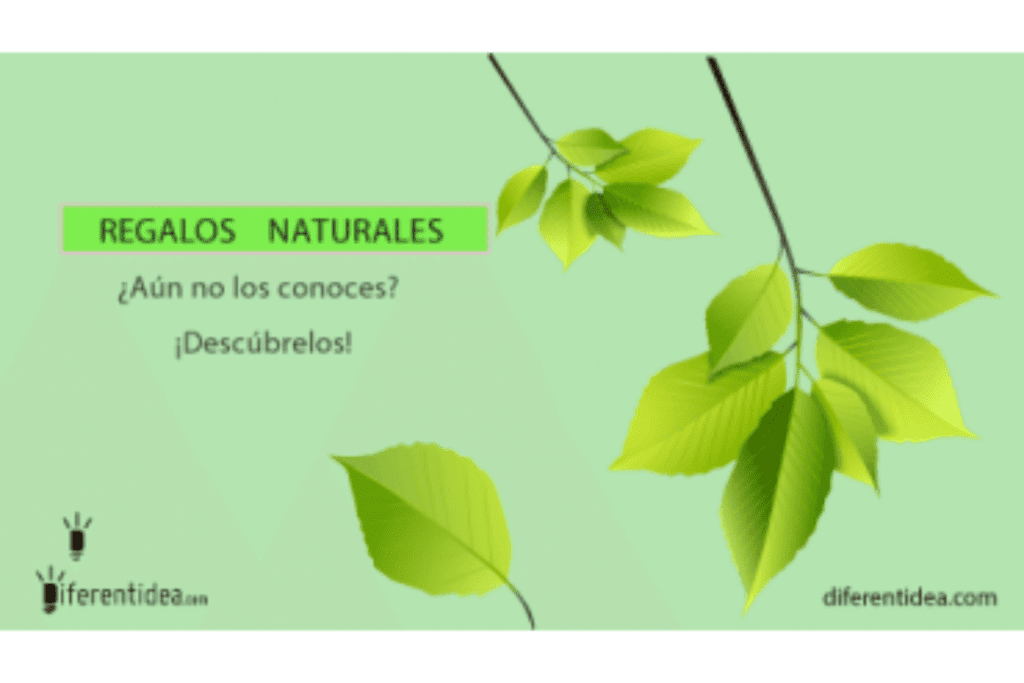 la abundancia de regalos del medio ambiente explorando los elementos que nos brinda la naturaleza