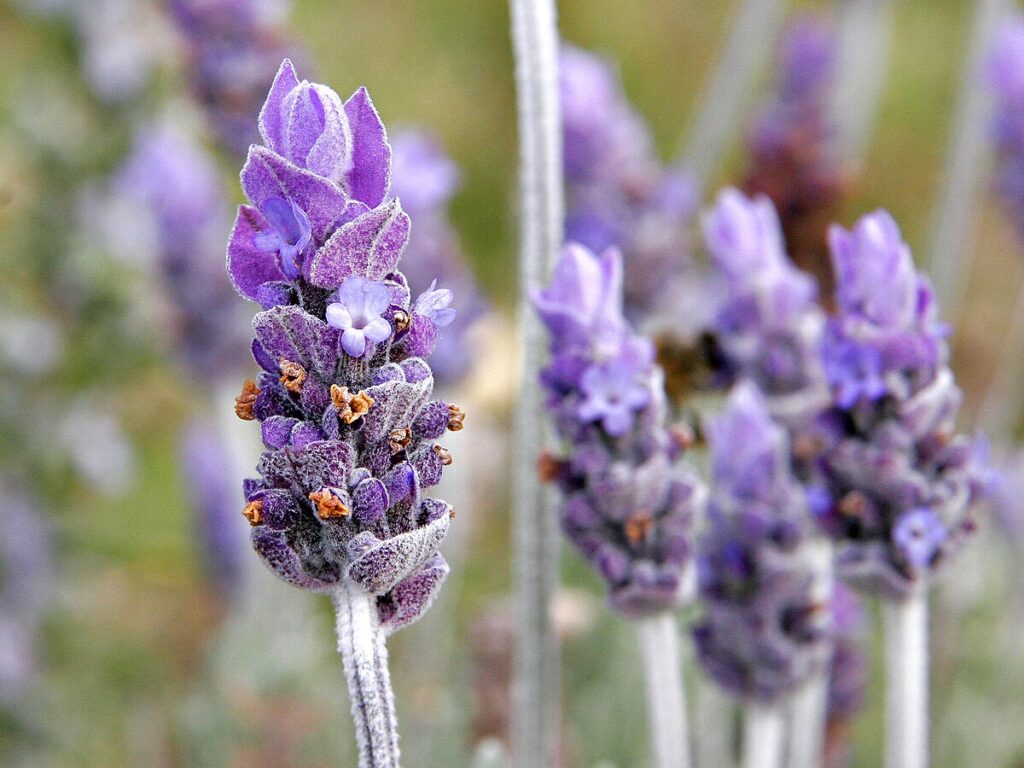 la lavanda 1