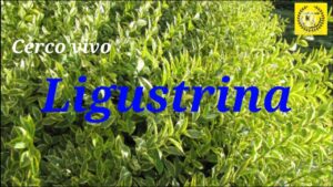 la ligustrina