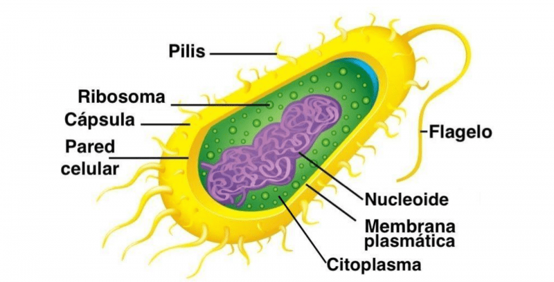 las bacterias