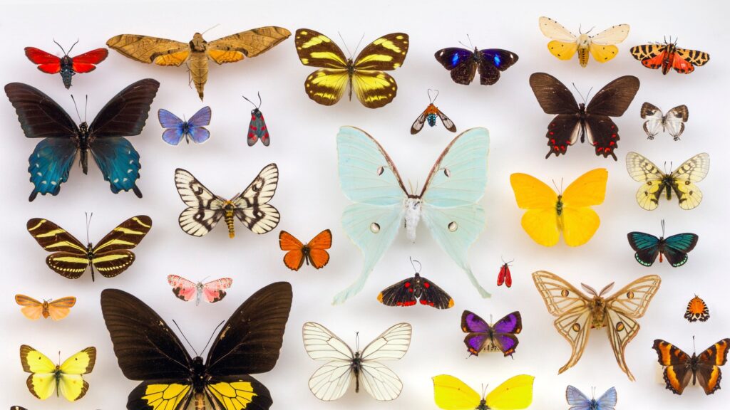 Cómo son las mariposas Explicación fácil para niños 1 las mariposas 1