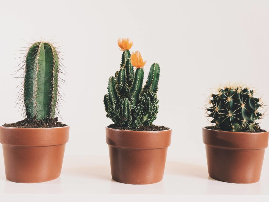 los cactus