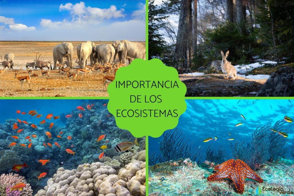 los ecosistemas