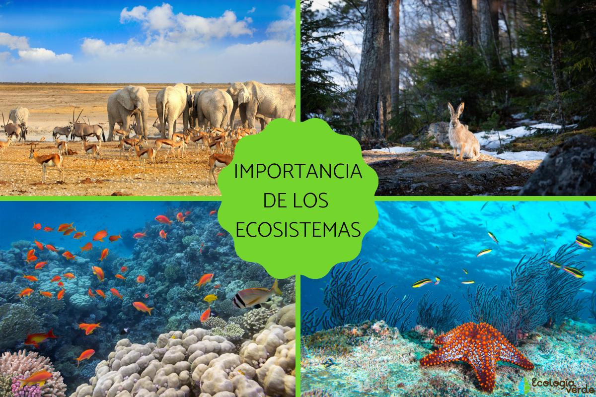Cuáles son los tipos de ecosistemas según su entorno