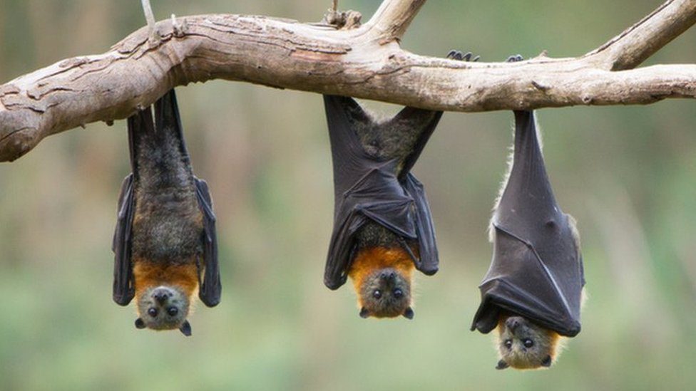 los murcielagos