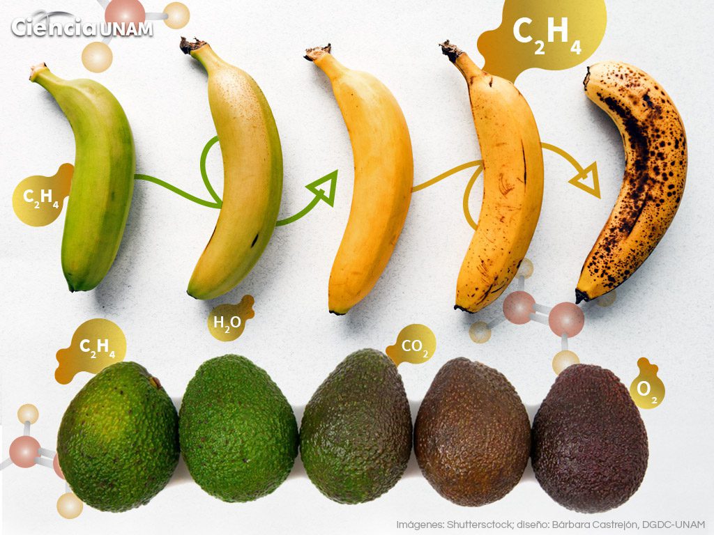 Qué frutos maduran después de ser cosechados: guía práctica 1 maduracion frutos