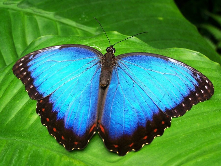mariposa azul