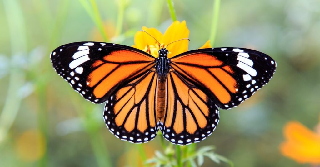Qué significa ver una mariposa naranja: Simbolismo y mensajes 1 mariposa naranja