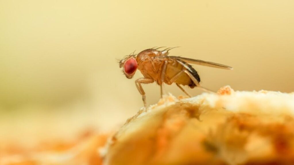 Cómo hacer una trampa casera para mosquitos de fruta 1 mosquitos fruta