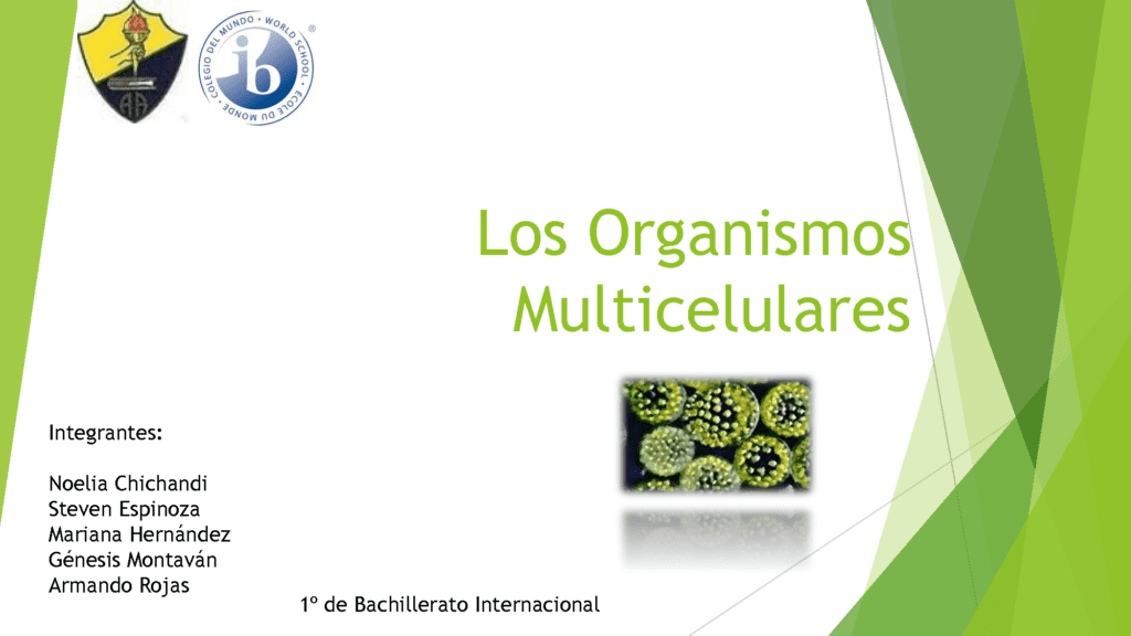 organismos multicelulares