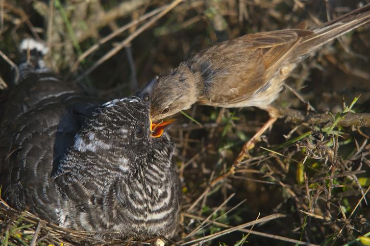 Cómo es el ambiente del huevo del pájaro cuclillo 1 pajaro cuclillo