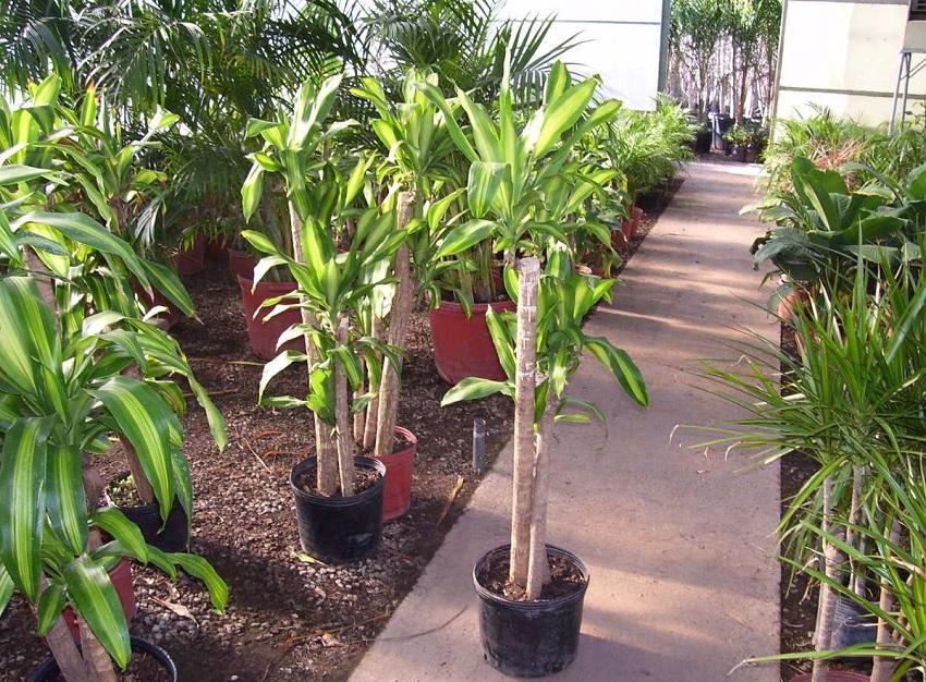 Cómo cuidar un palo de agua alto en casa: guía esencial 1 palo agua 1