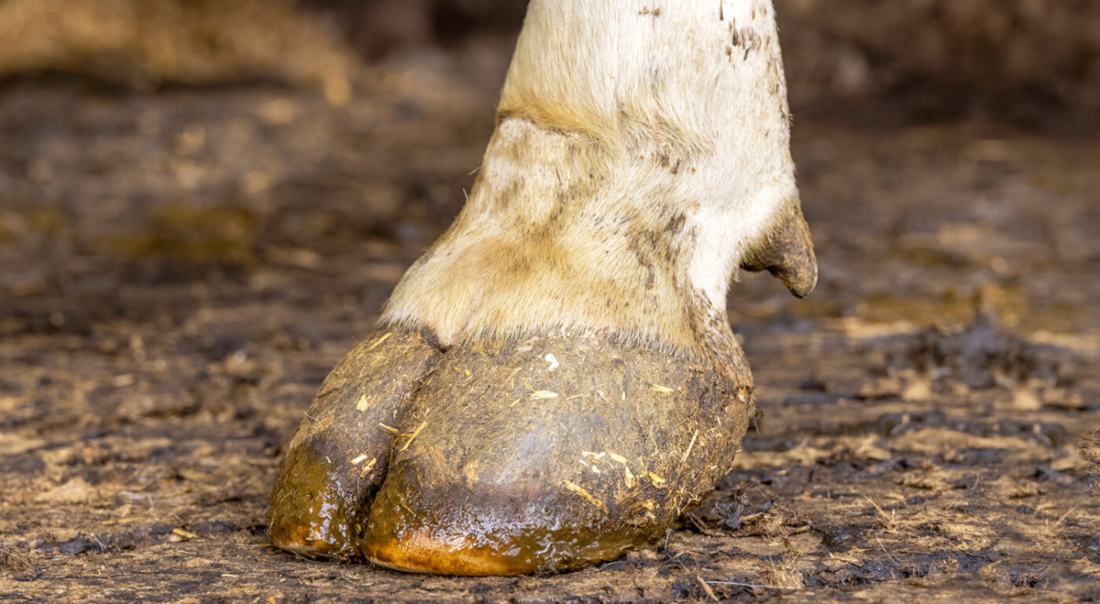 Cómo crece el árbol pezuña de vaca: guía esencial