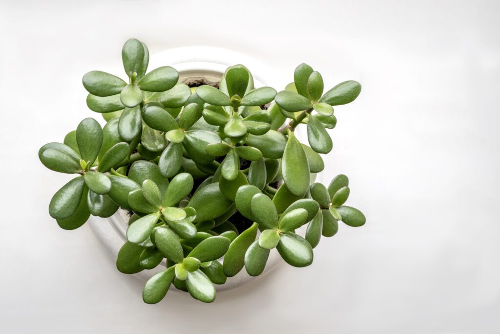 planta jade