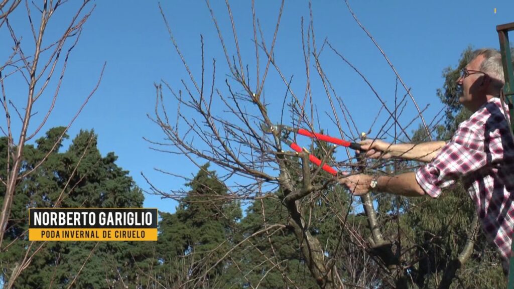 podar ciruelo