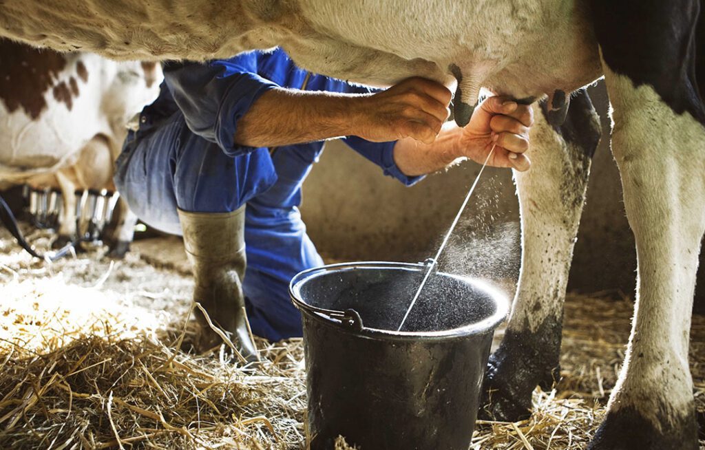 produccion leche