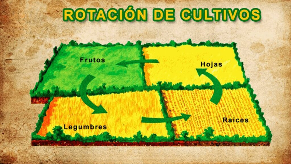rotacion cultivos