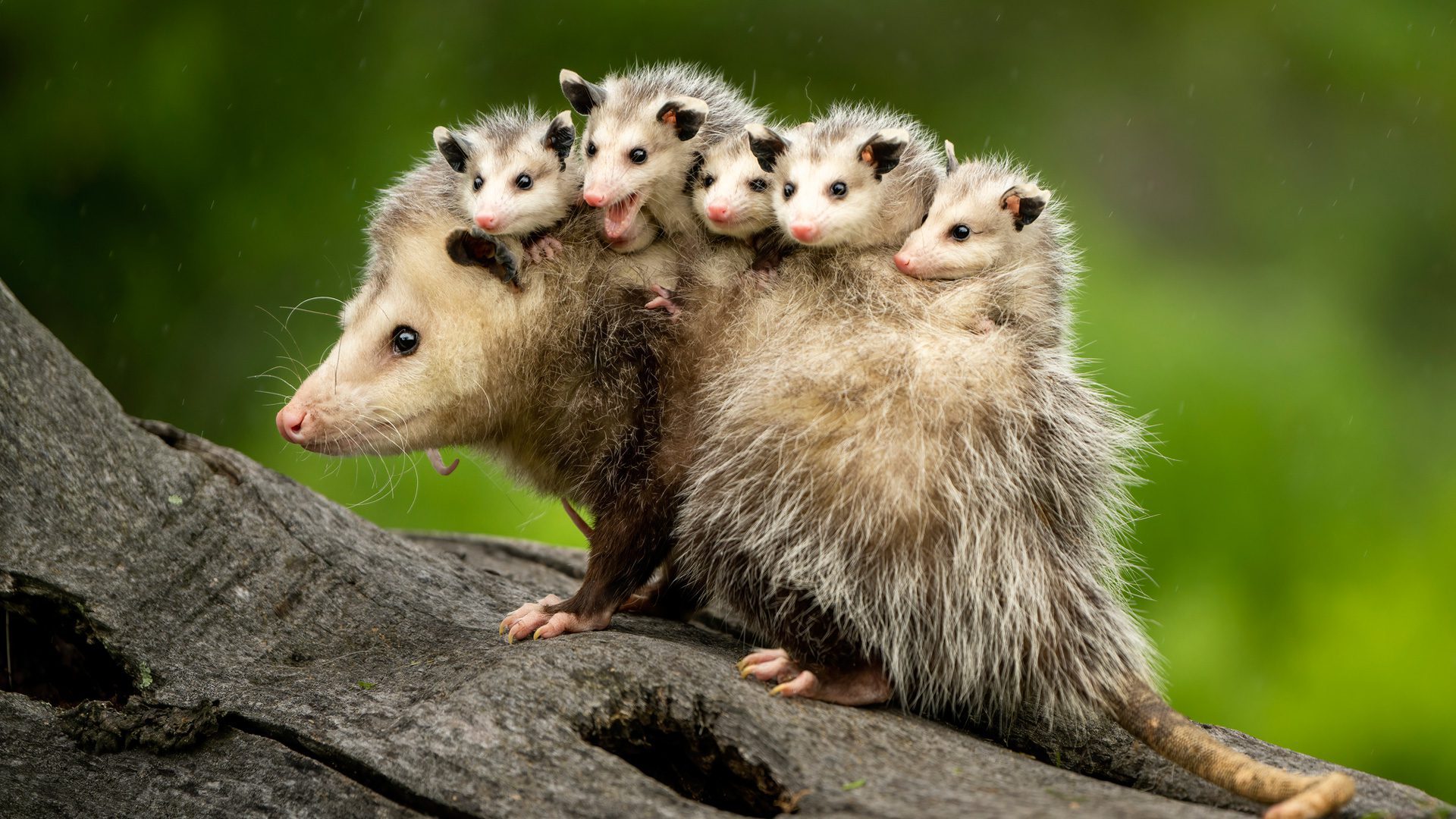 Cómo se llaman las zarigüeyas en la película La Era de Hielo